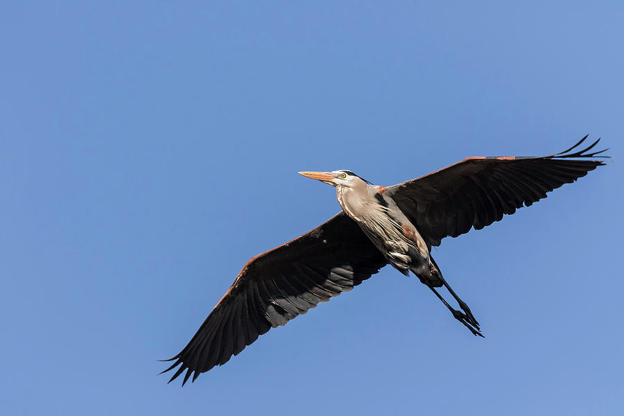 Great Blue Heron 2017-6 Photograph by Thomas Young
