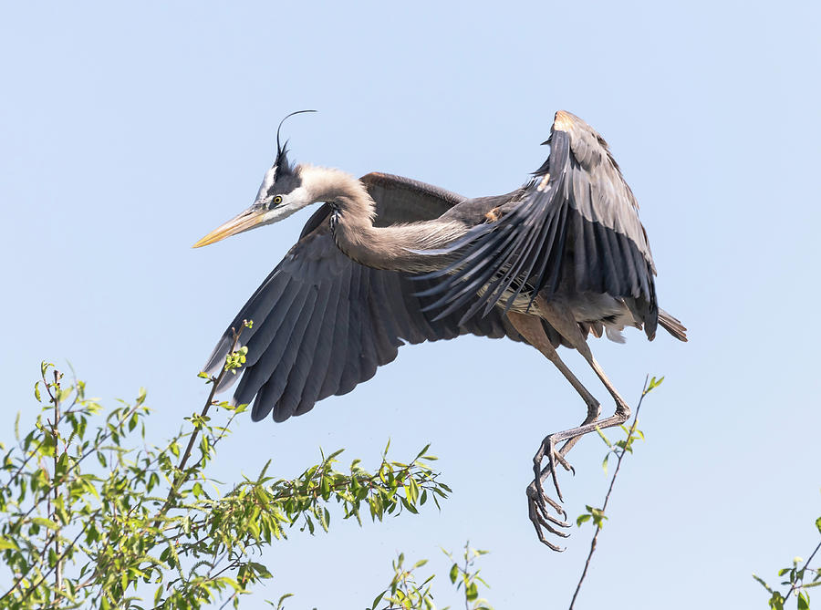 Great Blue Heron 2018-3 Photograph by Thomas Young