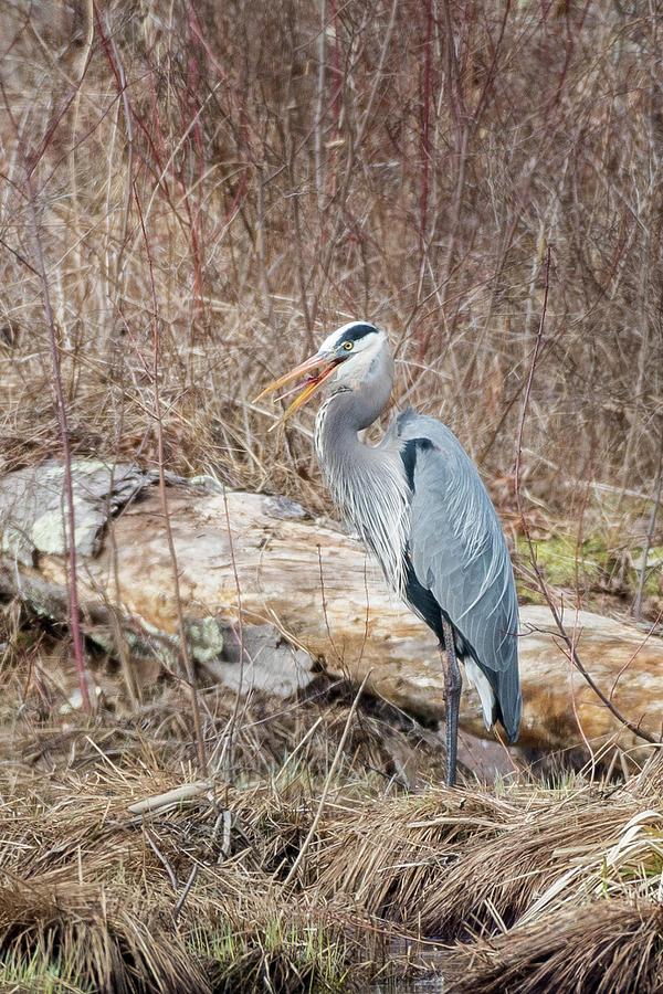 Great Blue Heron 2018 Photograph by Bill Wakeley