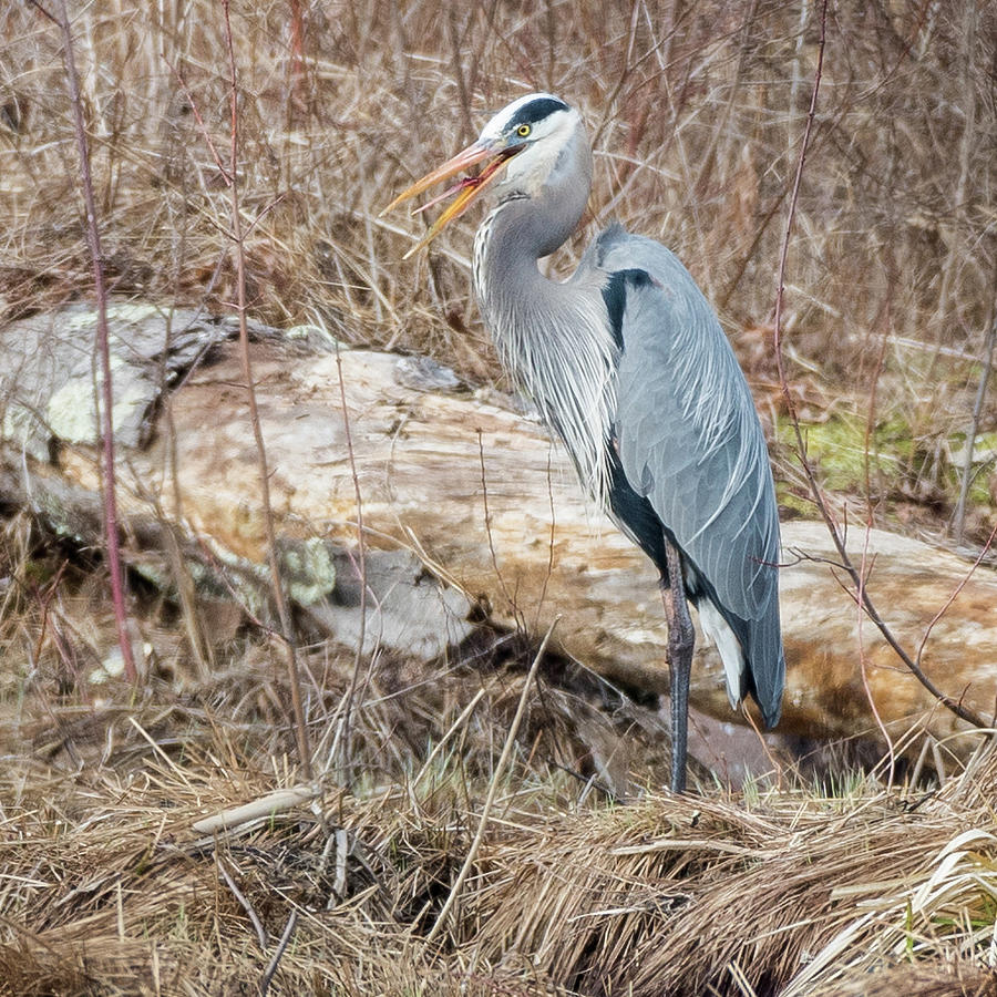 Great Blue Heron 2018 square Photograph by Bill Wakeley
