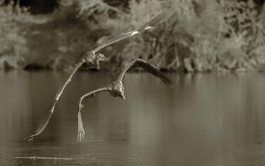 Great Blue Heron 2146-073118-2cr-e Photograph by Tam Ryan