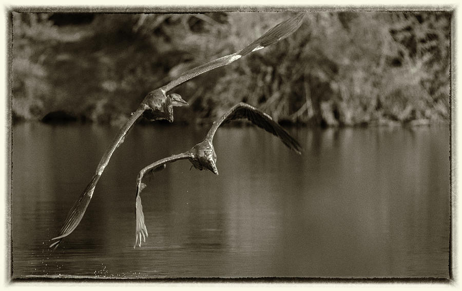 Great Blue Heron 2146-073118-3cr-e Photograph by Tam Ryan