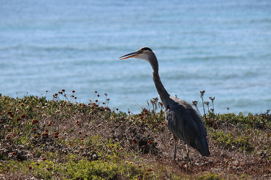 Great Blue Heron - 3 Photograph by Christy Pooschke