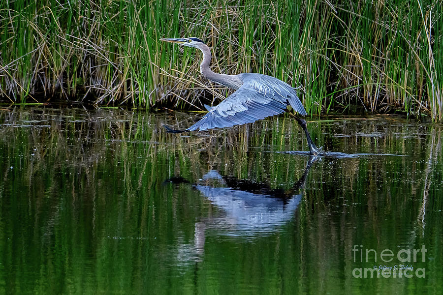 Great Blue Heron - 3 Photograph by Jeffrey Schulz
