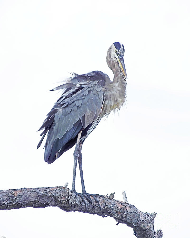 Great Blue Heron 3 Photograph by Lizi Beard-Ward