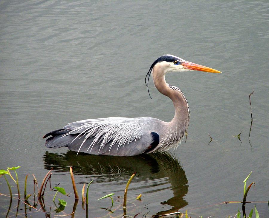 Great Blue Heron 4 Photograph by J M Farris Photography | Fine Art America