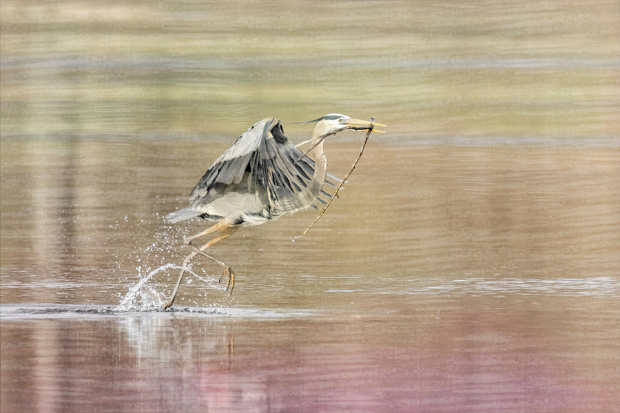 Great Blue Heron #4 - Run Photograph by Patti Deters