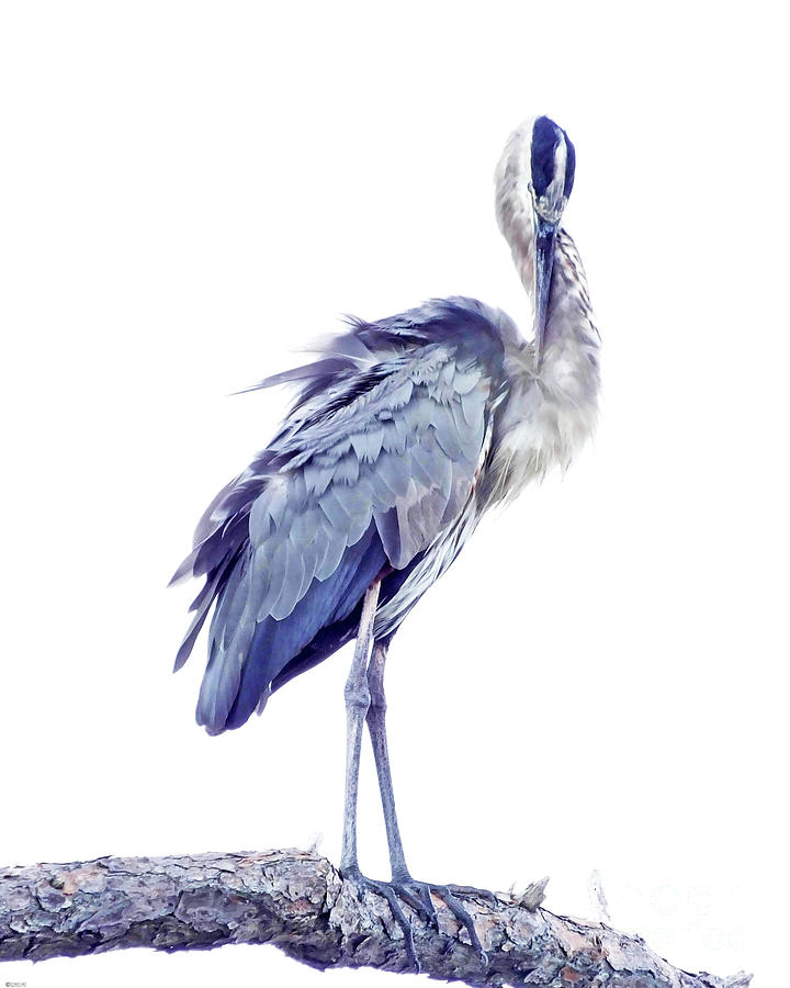 Great Blue Heron 4 Photograph by Lizi Beard-Ward