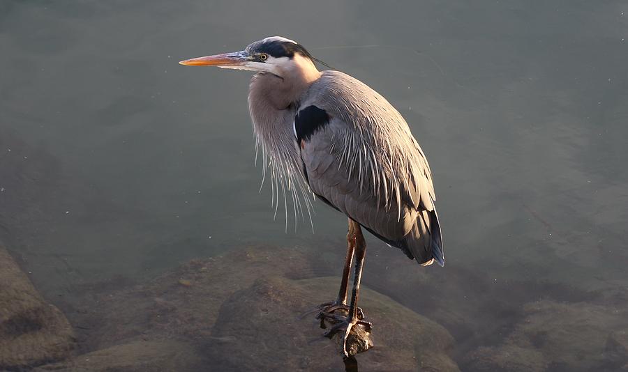 Great Blue Heron - 5 Photograph by Christy Pooschke