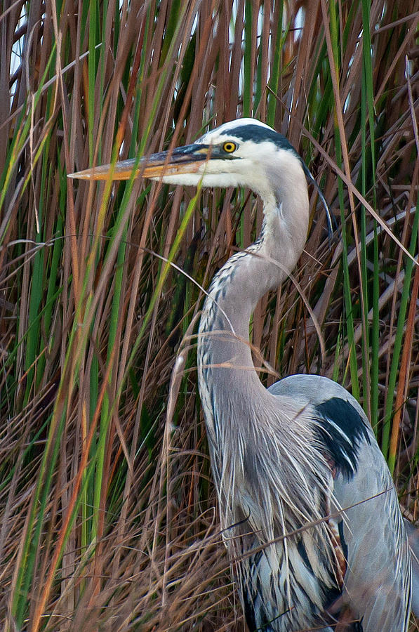 Great Blue Heron 5867 Photograph by Ginger Stein