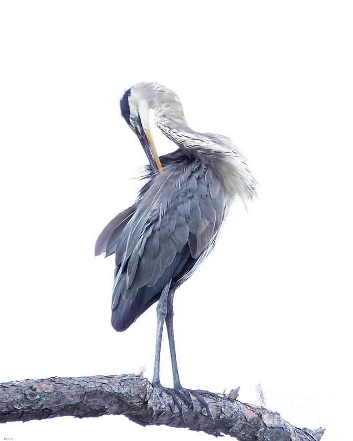 Great Blue Heron 6 Photograph by Lizi Beard-Ward