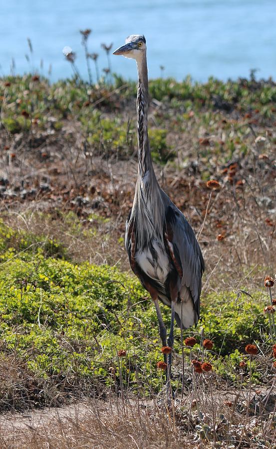 Great Blue Heron - 7 Photograph by Christy Pooschke