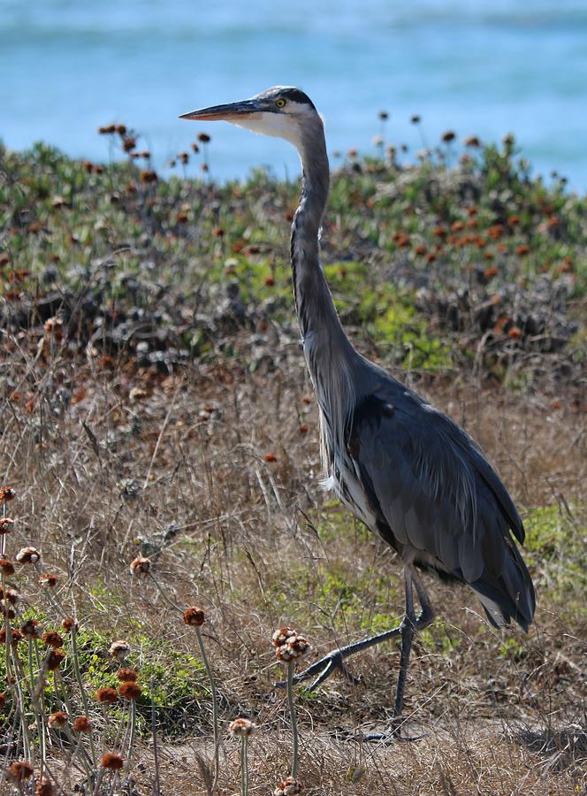 Wildlife Photograph - Great Blue Heron - 8 by Christy Pooschke