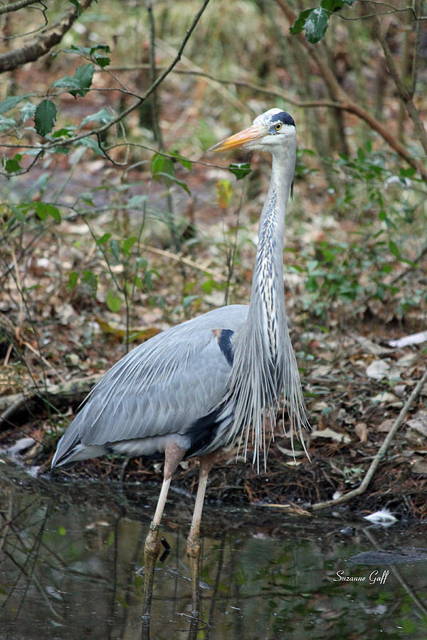 Heron Photograph - Great Blue Heron A 1-1-11  by Suzanne Gaff