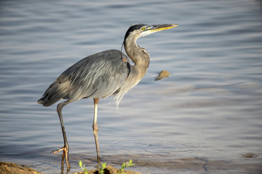 Great Blue Heron about to go Fishing Photograph by Douglas Barnett