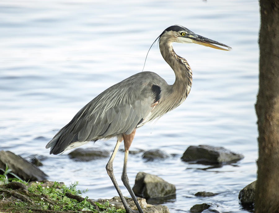 Great Blue Heron About to Go Wading Photograph by Douglas Barnett