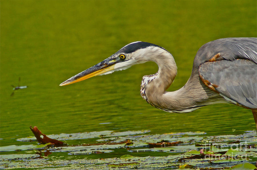 Great Blue Heron Adolescent, Cape May Photograph by Blair Seitz