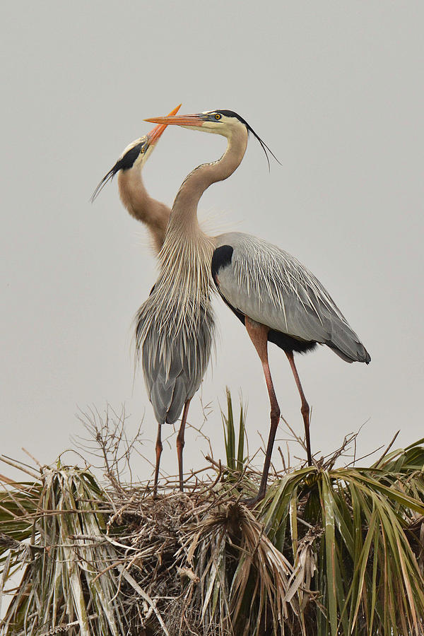 Great Blue Heron Affection Photograph by Alan Lenk
