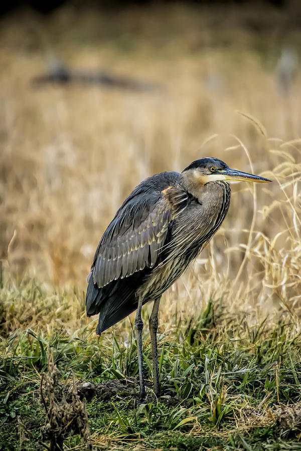 Great Blue Heron Photograph by Alan Hutchins