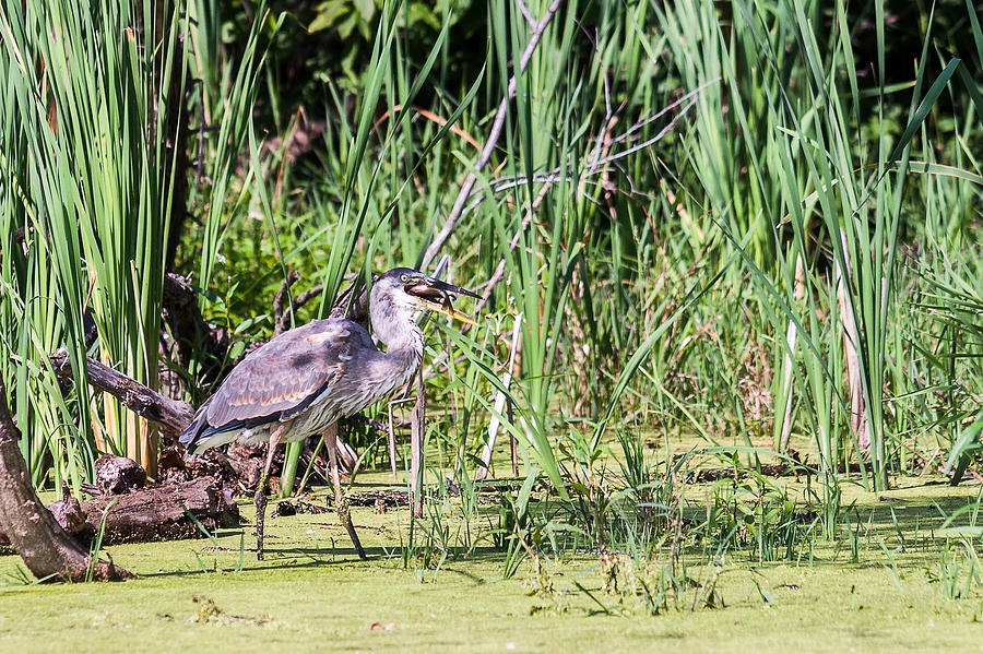 Great Blue Heron and Blue Gill Photograph by Ed Peterson