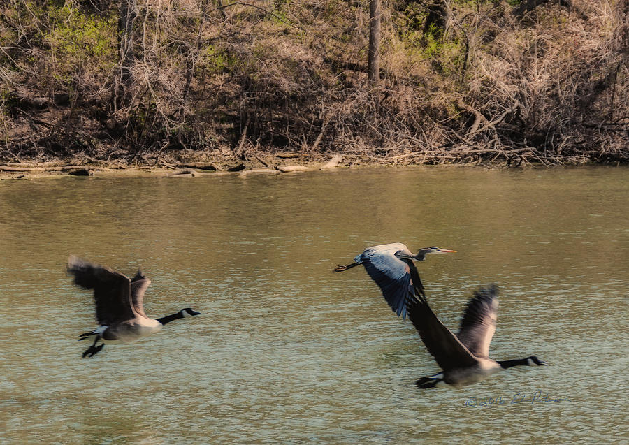 Great Blue Heron And Canada Geese In Flight Photograph by Ed Peterson