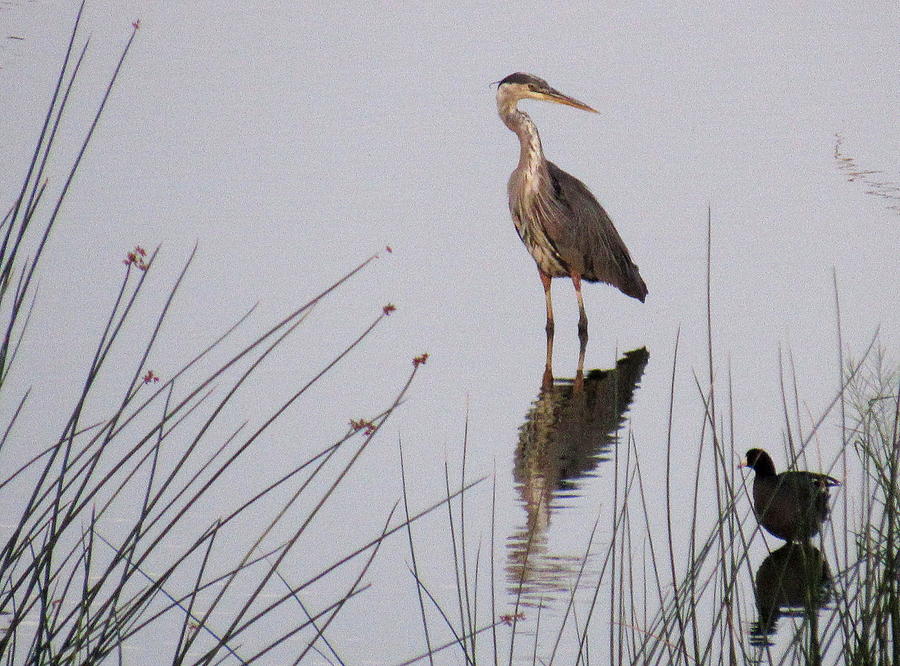 Nature Photograph - Great Blue Heron and Coot by Adrienne Wilson