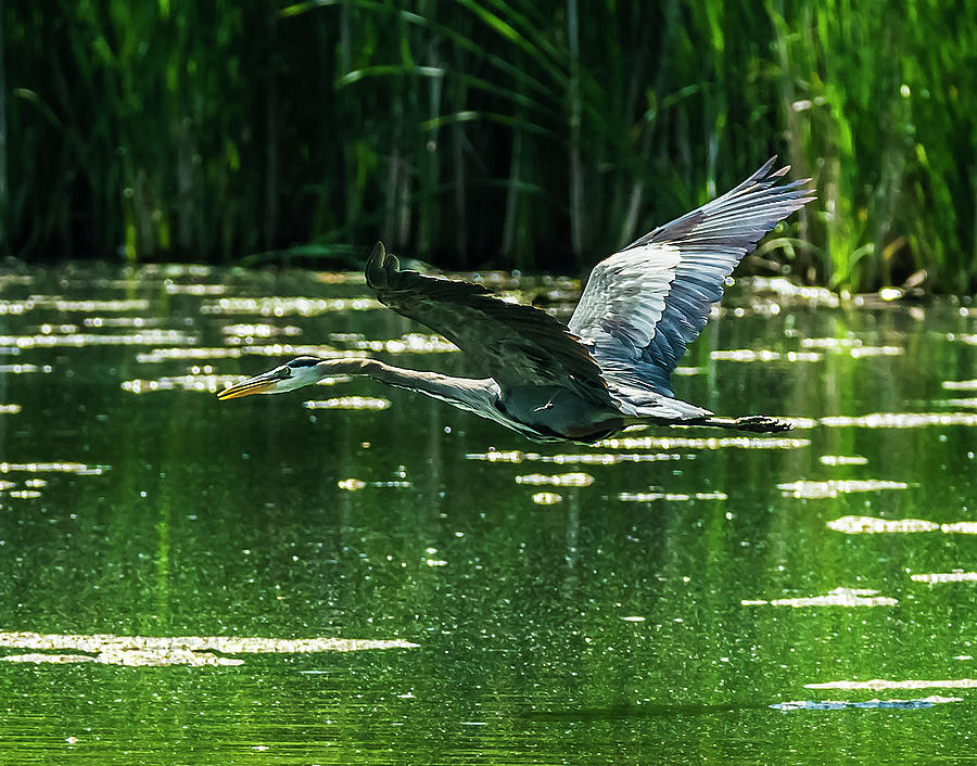 Great Blue Heron And Dragon Fly 2 Photograph by Ed Peterson