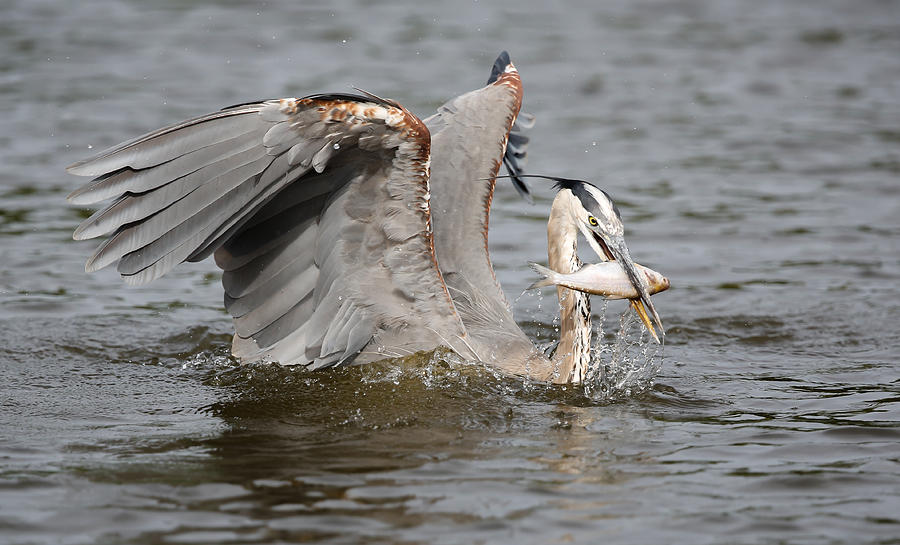 Great Blue Heron and fish Photograph by Jack Nevitt