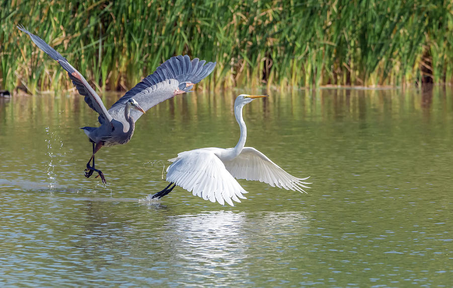 Great Blue Heron and Great Egret 4887-040518-1cr Photograph by Tam Ryan
