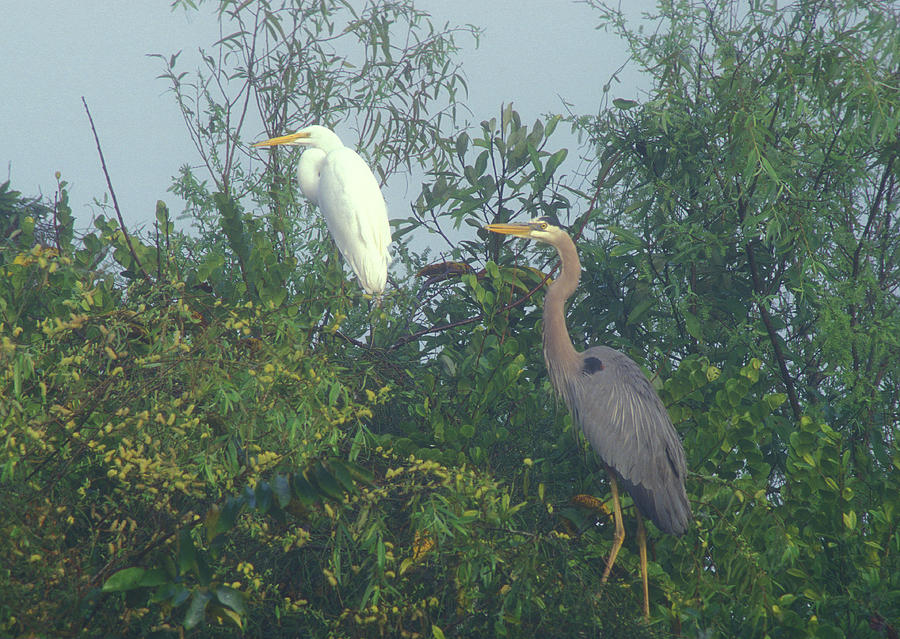 Great Blue Heron and Great Egret  Photograph by John Burk