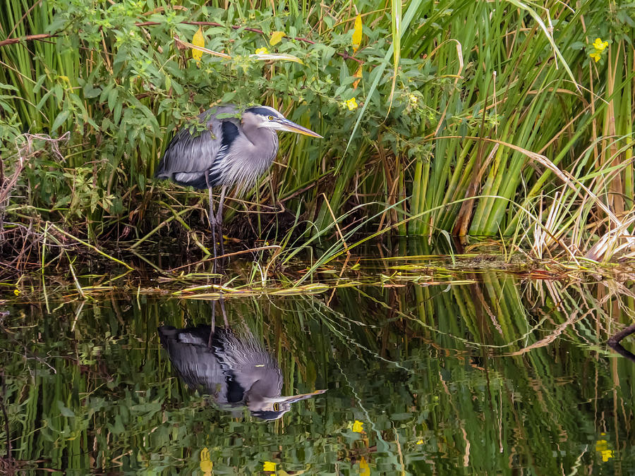 Heron Photograph - Great Blue Heron and his reflection by Zina Stromberg