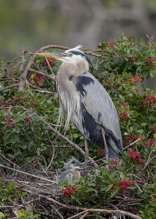 Great Blue Heron and nestling Photograph by David Watkins