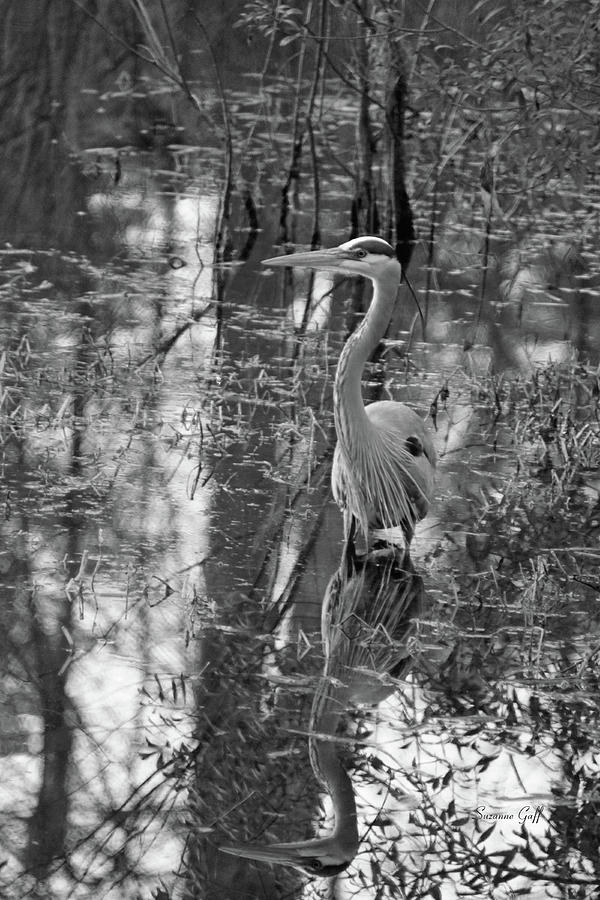 Great Blue Heron and Reflection-black and white Photograph by Suzanne ...