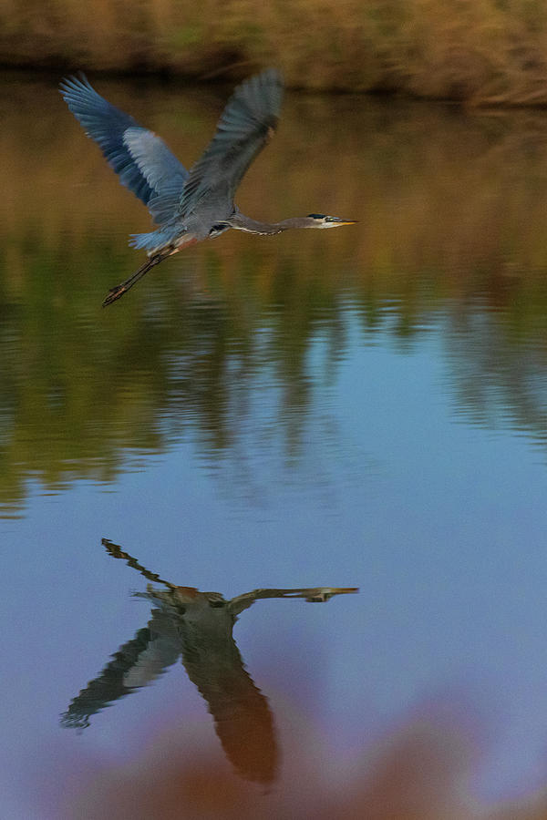 Great Blue Heron and Reflection Photograph by David Drew
