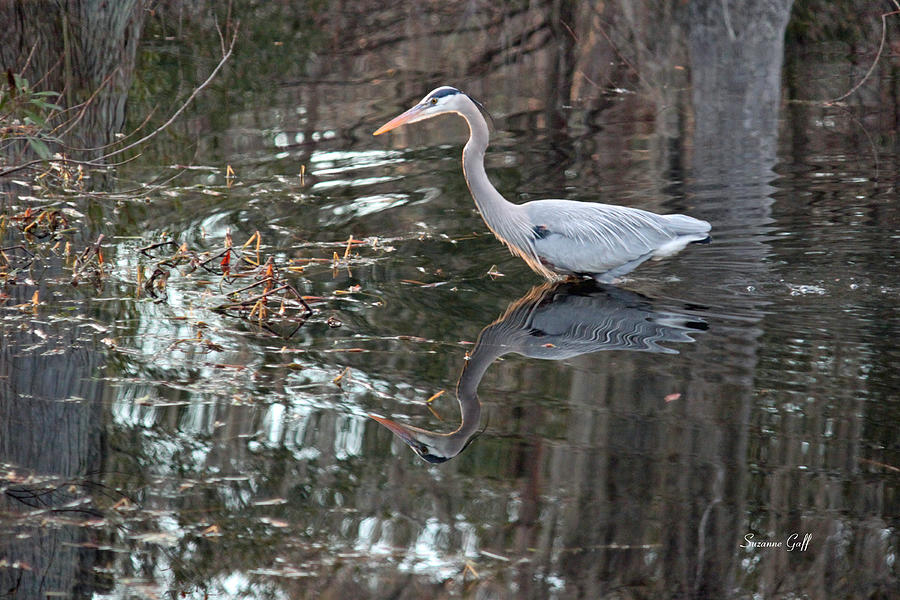 Great Blue Heron and Reflection III Photograph by Suzanne Gaff