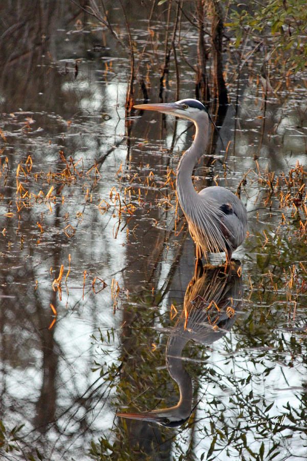 Great Blue Heron and Reflection Photograph by Suzanne Gaff