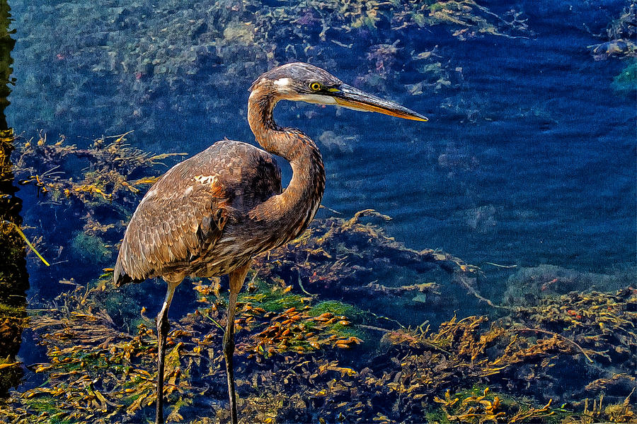Great Blue Heron and Seaweed Photograph by Constantine Gregory