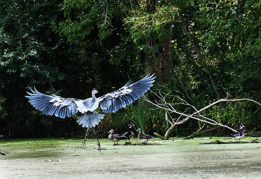 Great Blue Heron And Wood Ducks Photograph by Ed Peterson