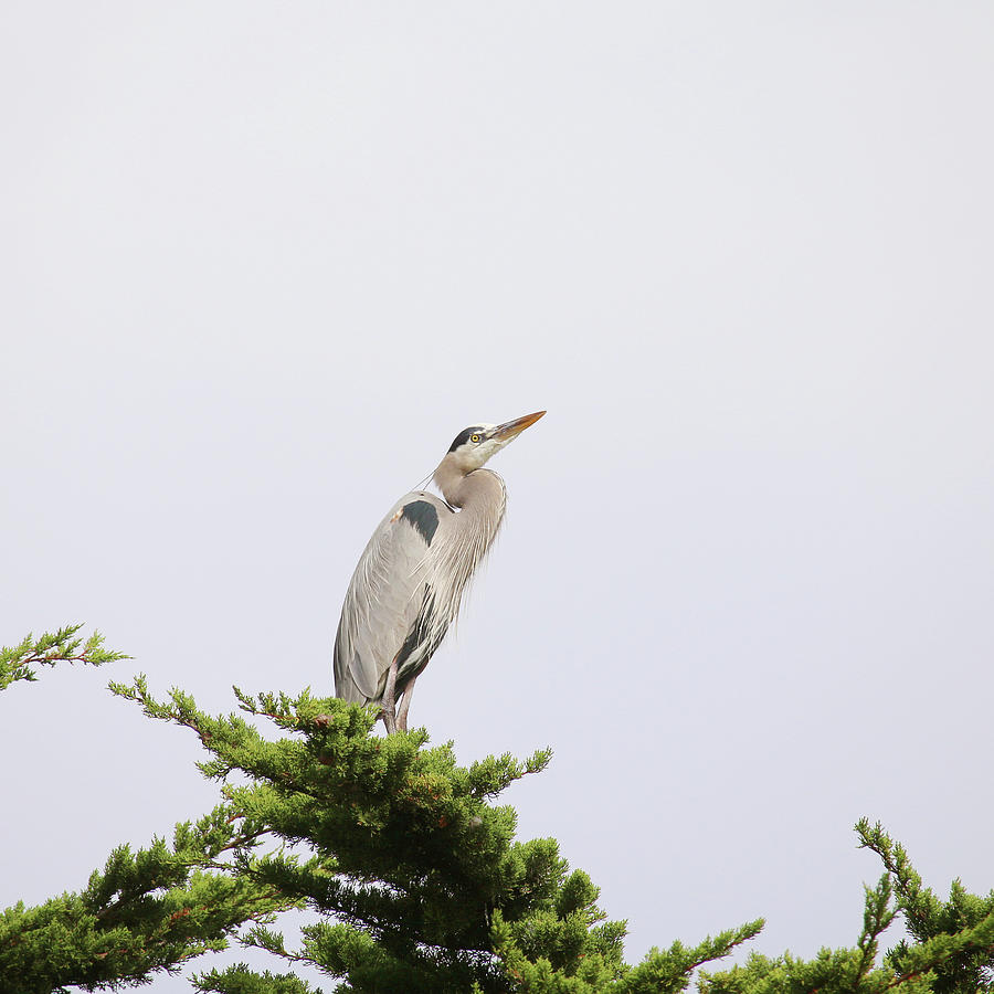 Great Blue Heron Photograph by Art Block Collections