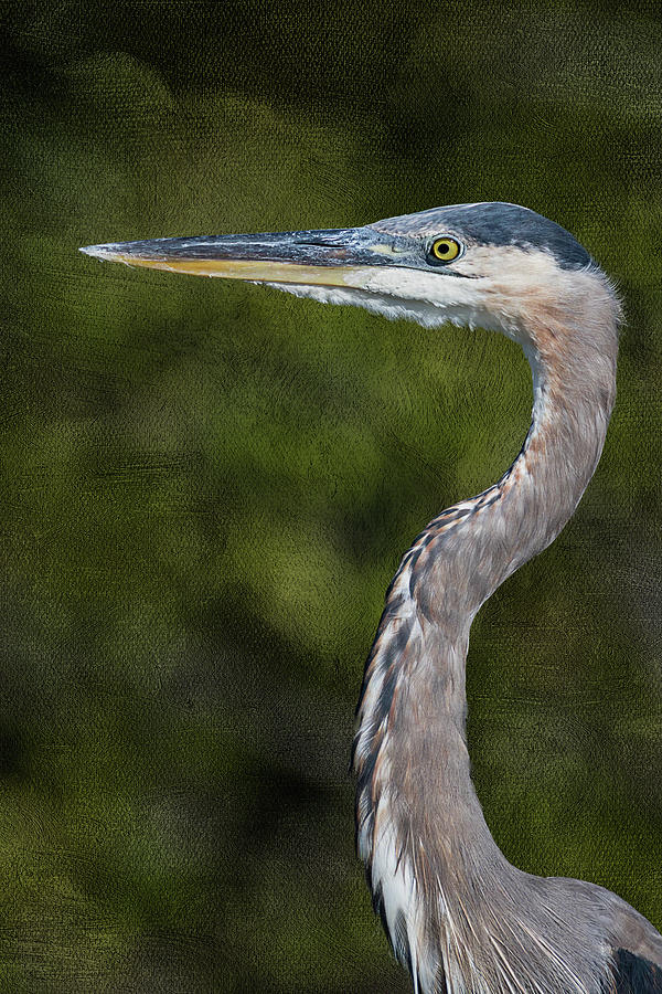 Great Blue Heron Artistic Portrait Photograph by Dawn Currie