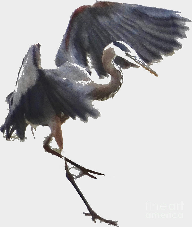 Great Blue Heron as Watercolor v2 Photograph by Christopher Plummer