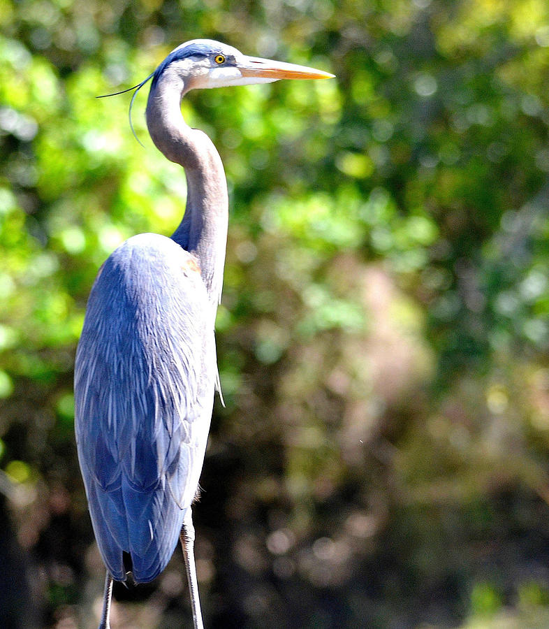 Great Blue Heron At Babcock Ranch Preserve In Florida Photograph