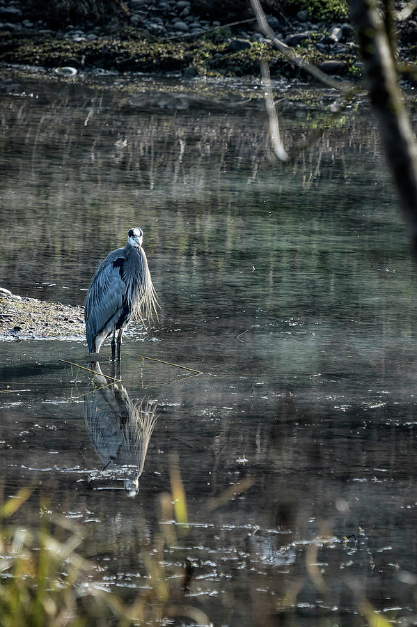 Great Blue Heron at Delta Ponds, No. 1 Photograph by Belinda Greb