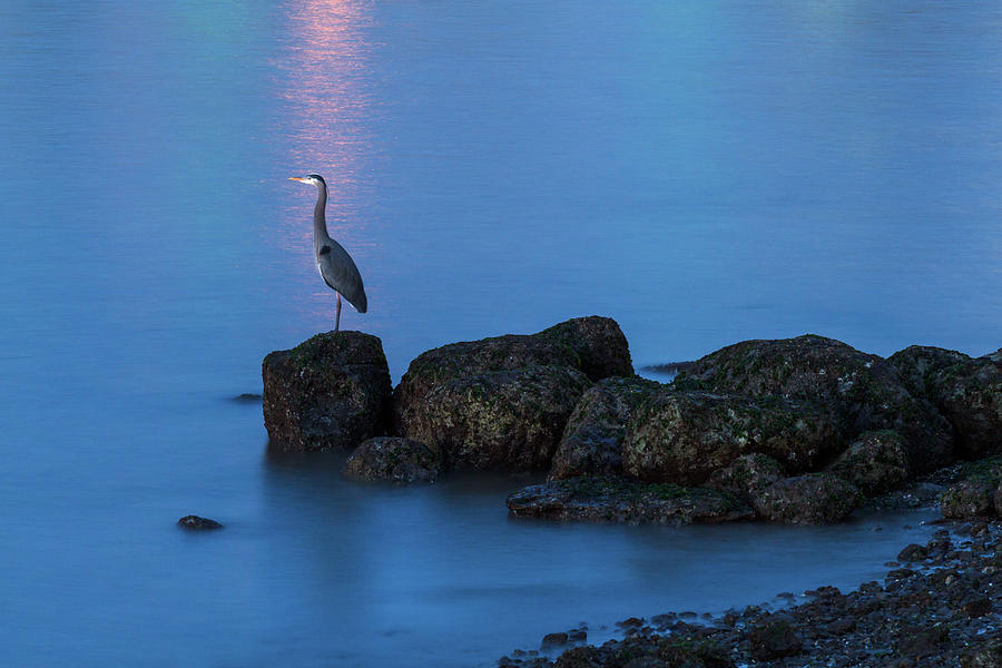 Great Blue Heron at English Bay Photograph by Michael Russell