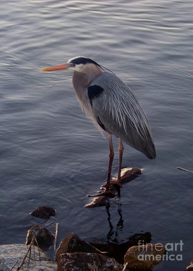 Great Blue Heron at Evening Photograph by Carol  Bradley