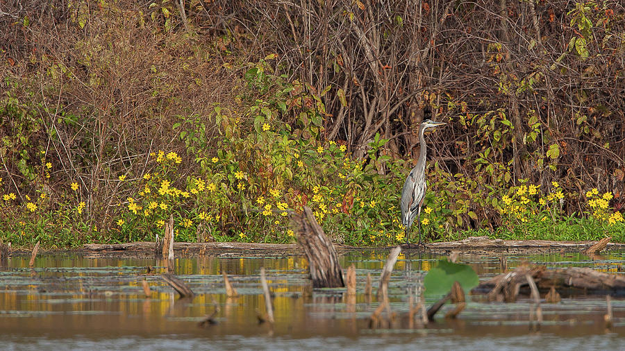 Great Blue Heron at Fishing Hole Photograph by Ronnie Maum