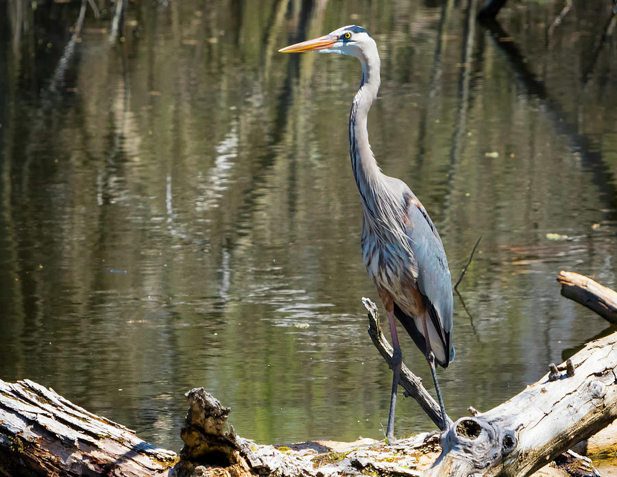 Great Blue Heron at Johnson Park by Ricky L Jones Great Blue Heron at Johnson Park by Ricky L Jones