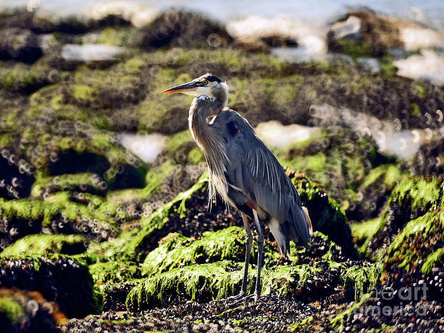 Great Blue Heron At Low Tide 2 Photograph by Terry Elniski