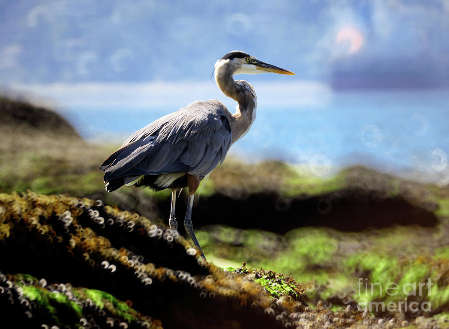 Great Blue Heron At Low Tide Photograph by Terry Elniski