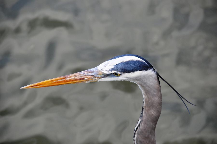 Great Blue Heron at Morikami Gardens Photograph by Rich Bodane - Pixels